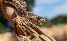El zoológico de Tamatán y su fauna mundial ¿los conoces?