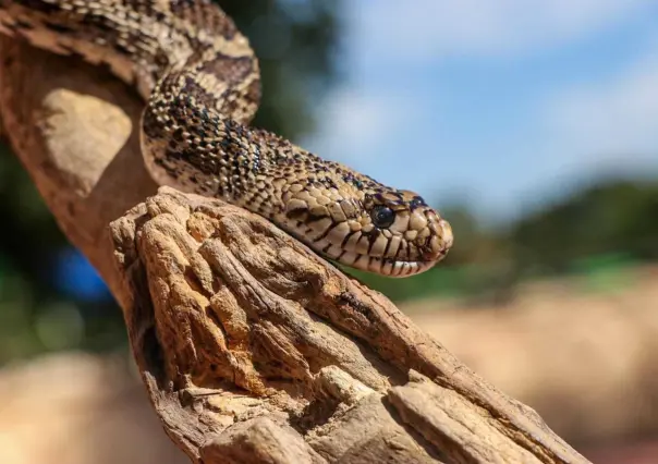 El zoológico de Tamatán y su fauna mundial ¿los conoces?