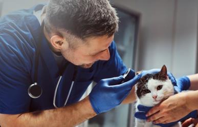 Feria de Salud Animal: Monterrey anuncia servicios gratuitos para tu mascota