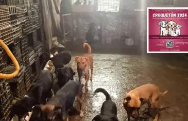 Croquetón en FCPyS de la UAEméx, te decimos dónde puedes colaborar