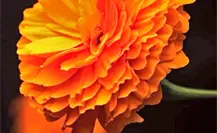 Científicos mexicanos descubren propiedades anticancerígenas en la flor de cempasúchil Científicos mexicanos descubren propiedades anticancerígenas en la flor de cempasúchil