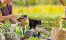 ¡Verde que te quiero verde! ¿Cómo cultivar fácil y exitosamente tu jardín?