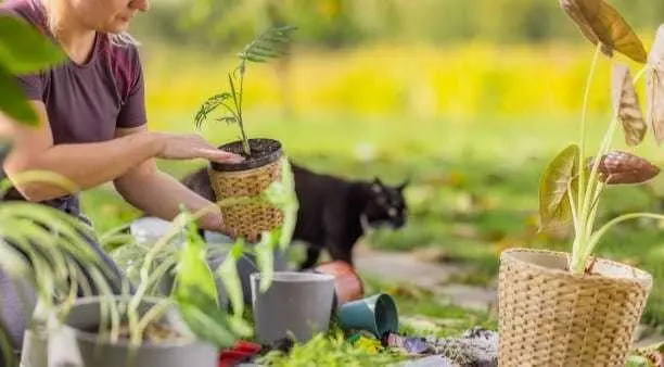 ¡Verde que te quiero verde! ¿Cómo cultivar fácil y exitosamente tu jardín?