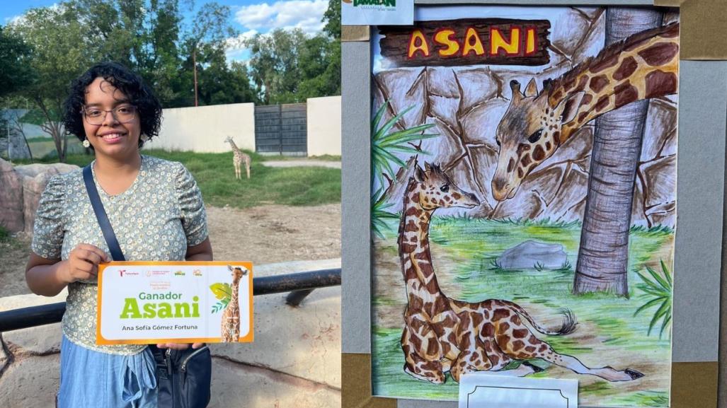 Asani, nombre ganador para el bebé jirafa del Zoológico Tamatán