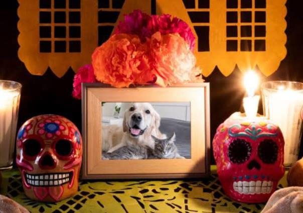 ¿Un altar para tu mascota? Estos son los elementos que no pueden faltar