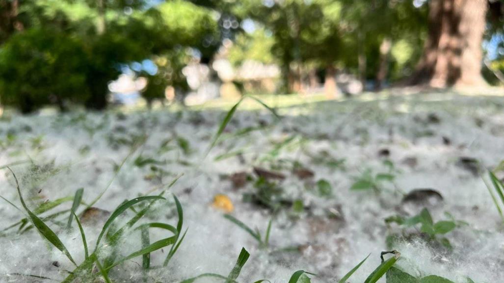 La nieve de algodón: el melancólico espectáculo de los victorenses.