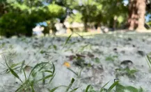 La nieve de algodón: el melancólico espectáculo de los victorenses.