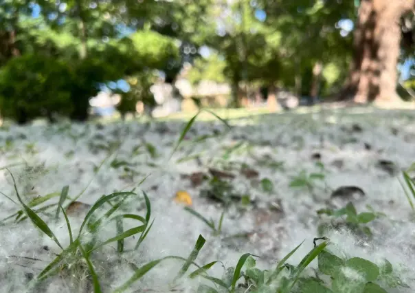 La nieve de algodón: el melancólico espectáculo de los victorenses.