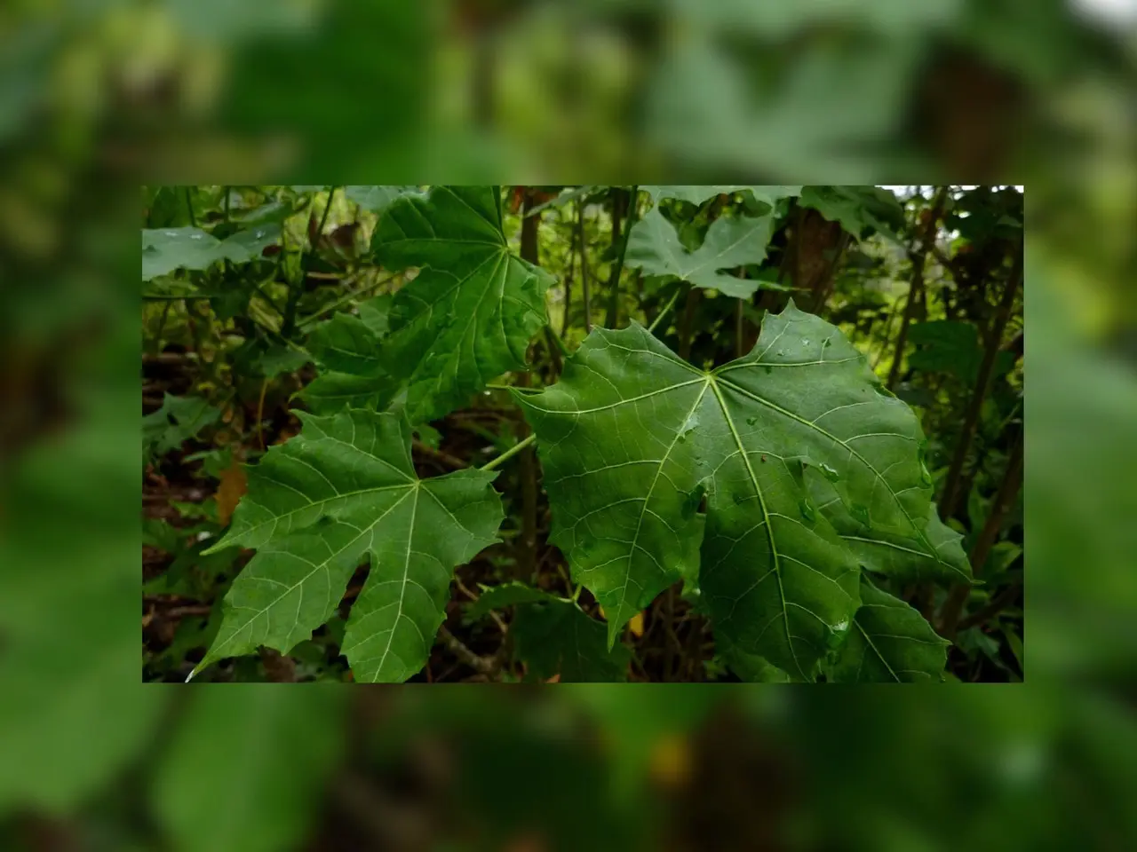 Según la tradición maya, hay que pedir permiso a la chaya para poder quitarle la hojas, pues éstas son usadas como ingrediente en ciertos platillos.- Foto ilustrativa