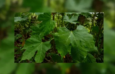 Esta es la razón para pedirle permiso a la chaya antes de cortarla