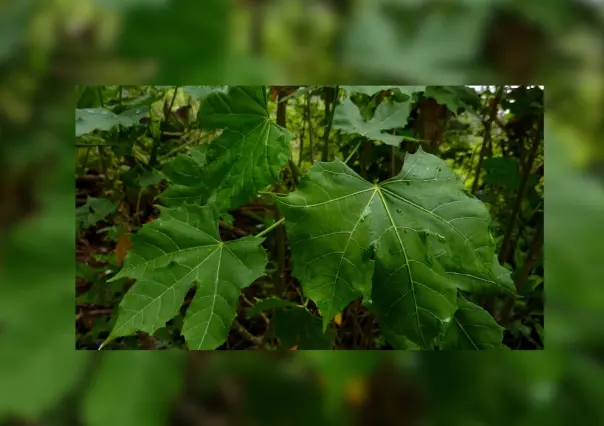 Esta es la razón para pedirle permiso a la chaya antes de cortarla