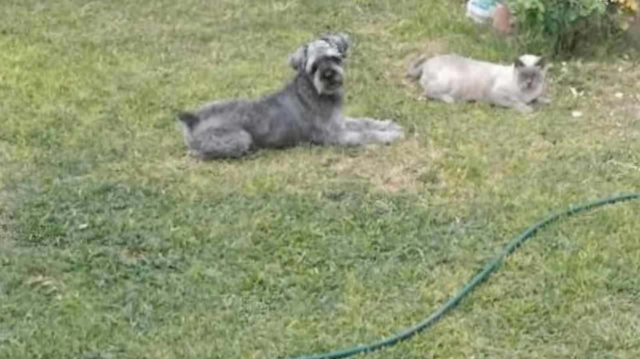 Amigos y familiares de un adulto mayor piden ayuda para localizar a Légolas, su perrito de compañía. Foto: Cortesía.