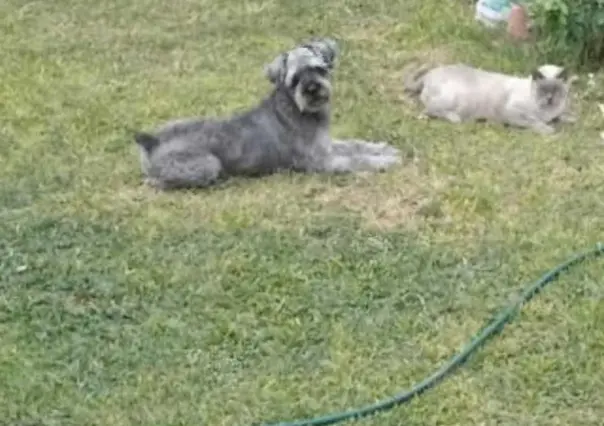 Piden ayuda para localizar a Légolas, perrito de compañía de un adulto mayor