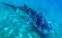 Descubre el tiburón ballena en La Paz: ¿Es pez, tiburón o ballena?