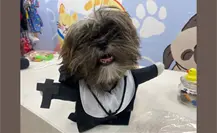 Halloween: esto debes saber de la nueva moda de disfraces para mascotas Halloween: esto debes saber de la nueva moda de disfraces para mascotas