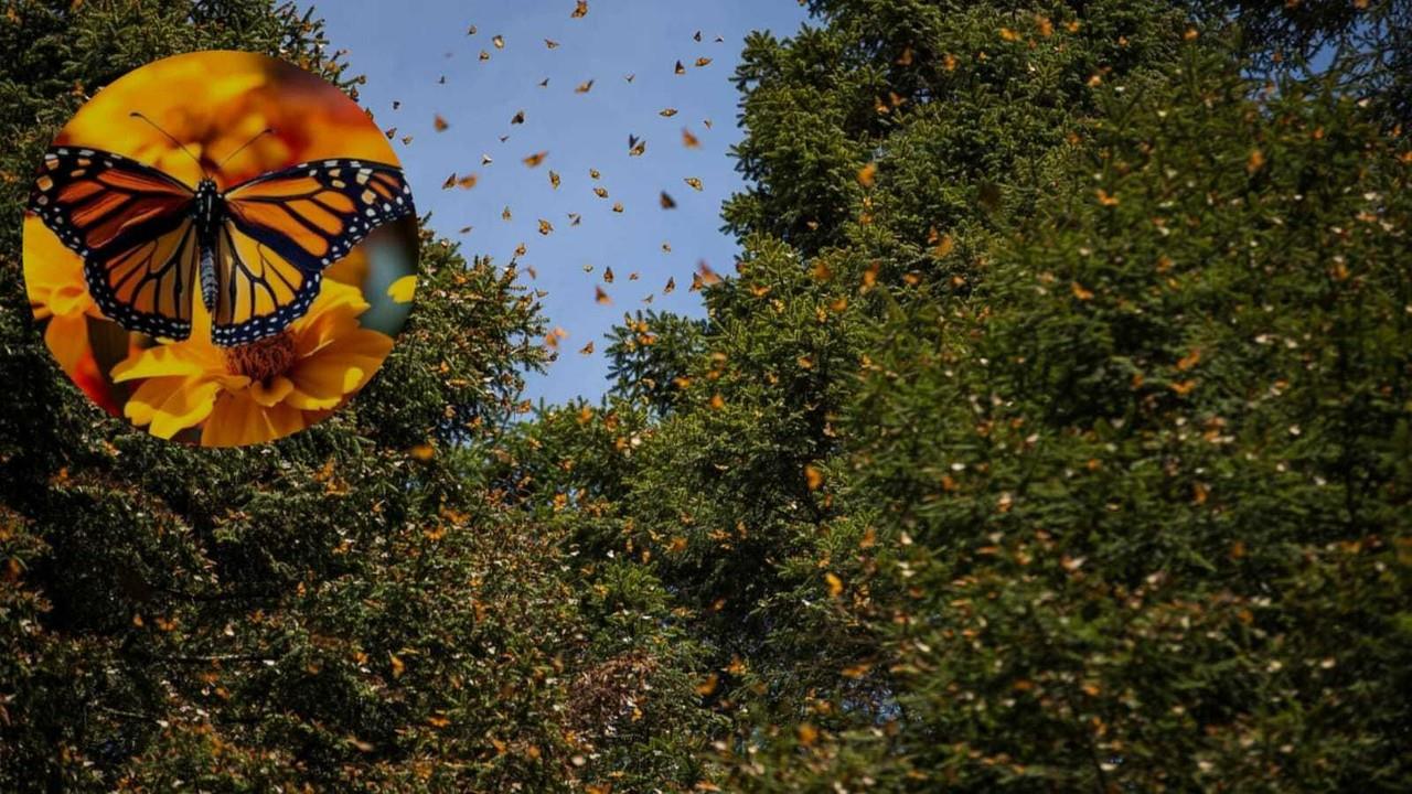 Autoridades de Edomex participan en las acciones para la preservación de la Mariposa Monarca junto con los gobiernos federal, de Estados Unidos y Canadá. Foto: Gob. de Edomex
