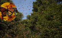 Mariposa Monarca en Edomex ¿por qué está en peligro de extinción?