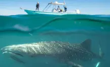 Tiburón Ballena en La Paz, ¿cuánto cuesta el tour de avistamiento?
