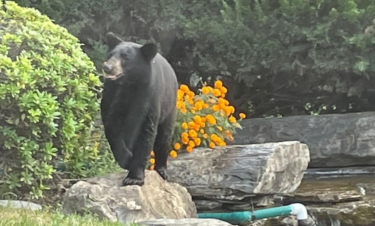 La tarde de este sábado, usuarios en redes sociales reportaron la presencia de un oso. Foto: X @Cicmty