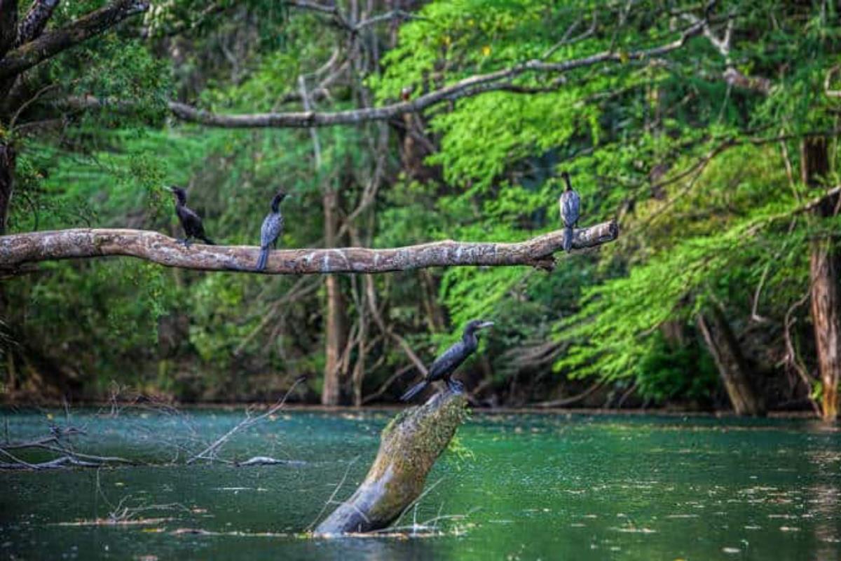 La reserva de la biosfera El Cielo es uno de los principales destinos nacionales para el estudio y observación de aves por su gran variedad de especies. Foto: Carlos García