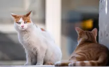 ¿Deseas ser rescatista de animales en La Paz? Así puedes salvar a perros y gatos