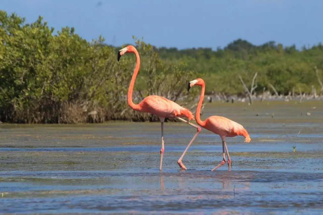 Una organización ambiental denunció que una jauría de perros se metió a los humedales de Sisal para atacar a un grupo de flamencos.- Foto ilustrativa