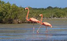 Perros cazan flamencos en los humedales de Sisal: estos son los detalles