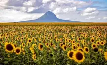 Campo de girasoles en Tamaulipas enamora a turistas por estos motivos