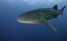 Tiburón ballena en La Paz: ¿por qué es el lugar preferido del gigante marítimo?