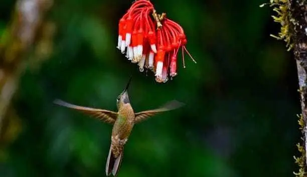 Polinizadores: el 87.5% de las plantas dependen de ellos, descubre por qué. Foto: iStock