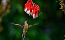 Polinizadores: El 87.5% de las plantas dependen de ellos, descubre por qué