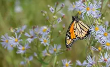 Mariposa Monarca en Saltillo: Un descanso fascinante en su paso por Coahuila