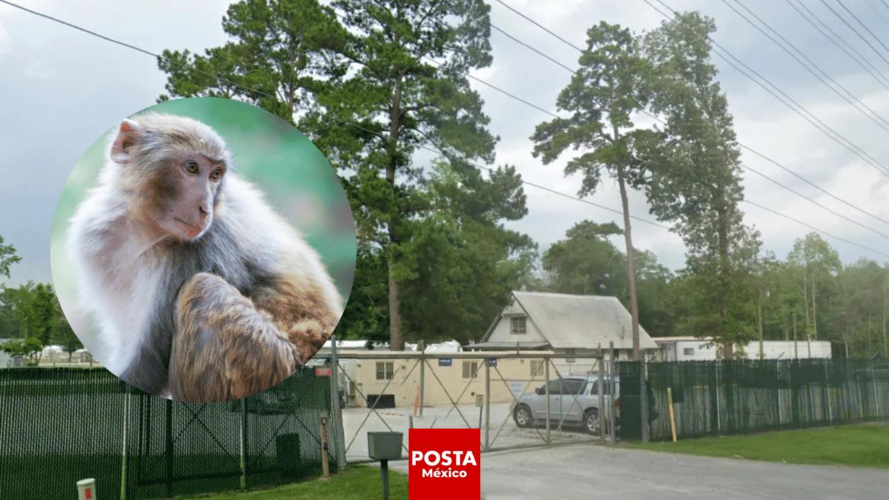 Más de 40 monos se escapan de un laboratorio en Carolina del Sur. Foto: NY Post | Beaufort County Sheriff.