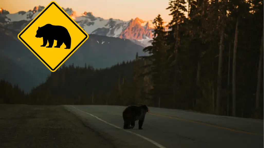 Atropellan a oso en carretera de Arteaga