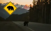 Atropellan a oso en carretera de Arteaga