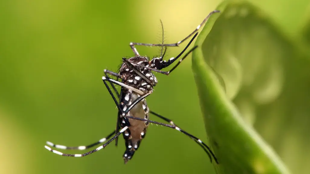 ¿Por qué Yucatán es considerado un lugar donde hay muchos mosquitos?