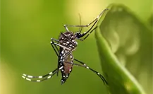 ¿Por qué Yucatán es considerado un lugar donde hay muchos mosquitos?