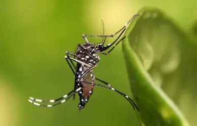 ¿Por qué Yucatán es considerado un lugar donde hay muchos mosquitos?