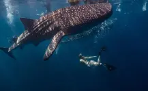 ¿Por qué los tiburones ballena están en peligro de extinción?