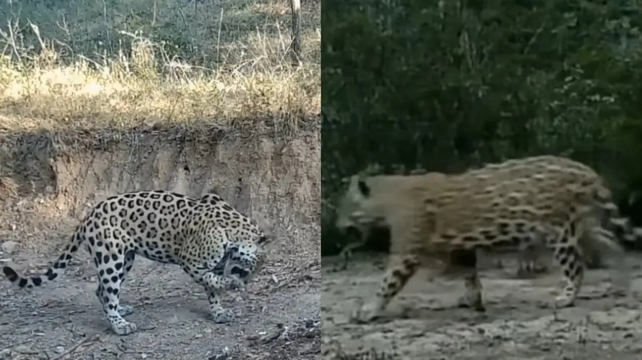 Los jaguares en Nuevo León, representa una recuperación en la fauna local. Foto: @glenvzambrano en Instagram.