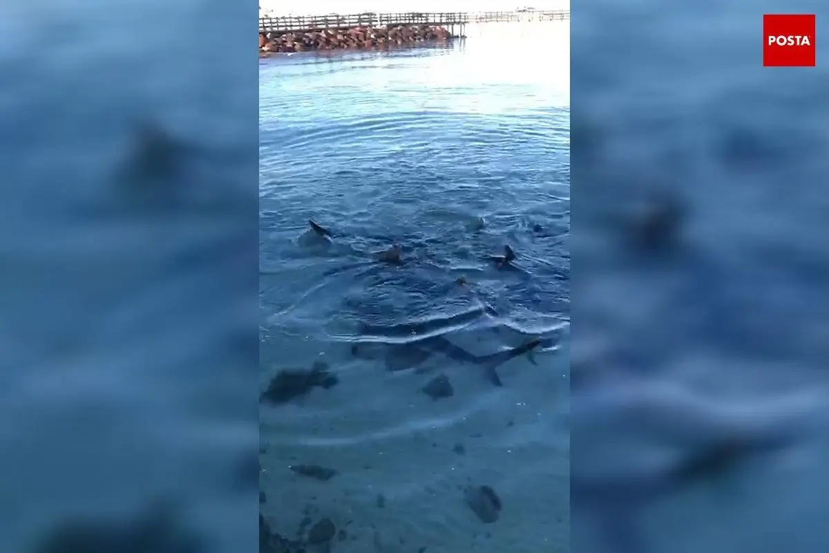 Graban en video tiburones en el malecón de La Paz. Imagen: Captura de X