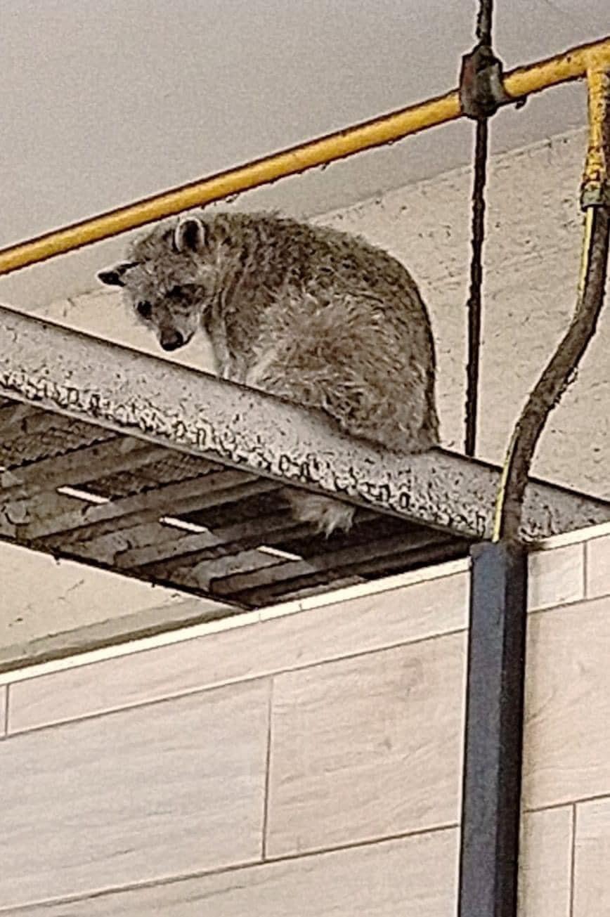 Mapaches invaden mercados del centro de Tampico; PROFEPA busca capturarlos