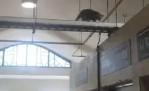 Mapaches invaden mercados del centro de Tampico; PROFEPA busca capturarlos
