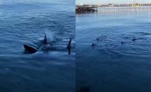 ¿Qué tipo de tiburones fueron vistos en el Malecón de La Paz?