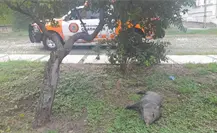 Guadalupe: rescatan a jabalí arrollado en Contry la Silla