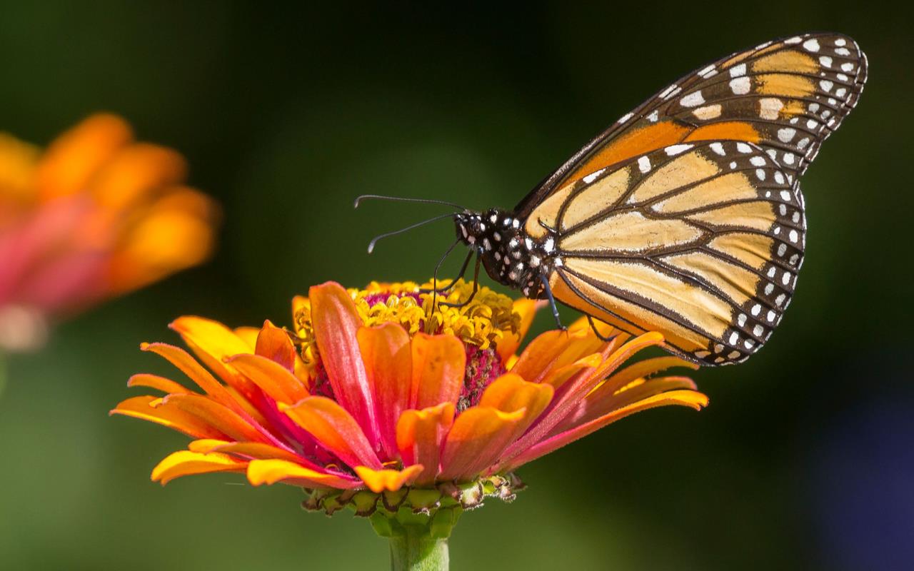 Las temporadas de sequía que evita que la mariposa tenga buena calidad de hábitats. Fotos: Redes