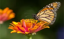 Mariposa Monarca va retrasada a su Santuario: solían llegar a Michoacán antes del Día de Muertos