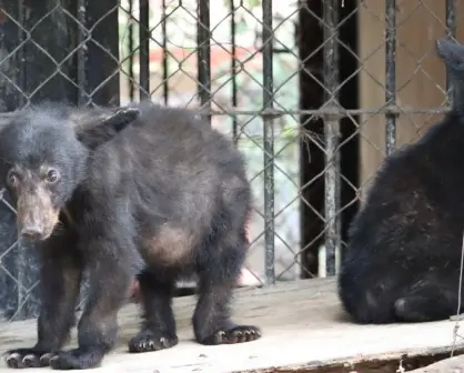 Zoológico Tamatán protege a osa y crías tras avistamientos en zona de Juan Capitán