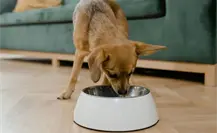 Proponen eliminar IVA en alimentos para mascotas en Baja California Sur