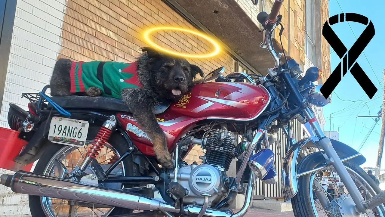 El perrito Oso González conquistó a los saltillenses. (Fotografía: Facebook)
